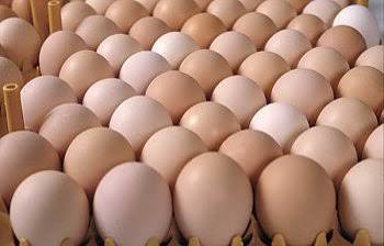 Fresh eggs
