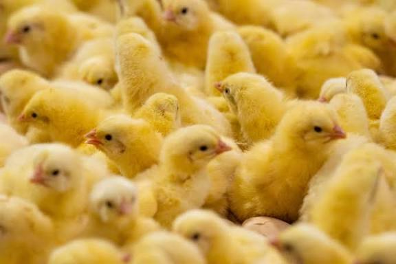 Broiler Chicks
